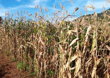 Conhecida pelo carvão Tete tornou-se no celeiro de Moçambique