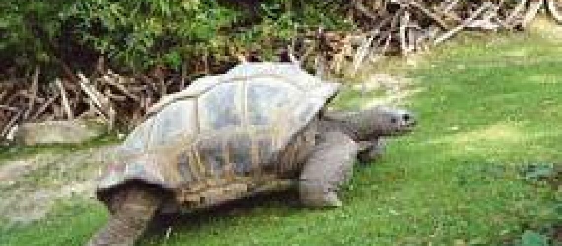 Tartaruga extinta pode ‘voltar a viver’
