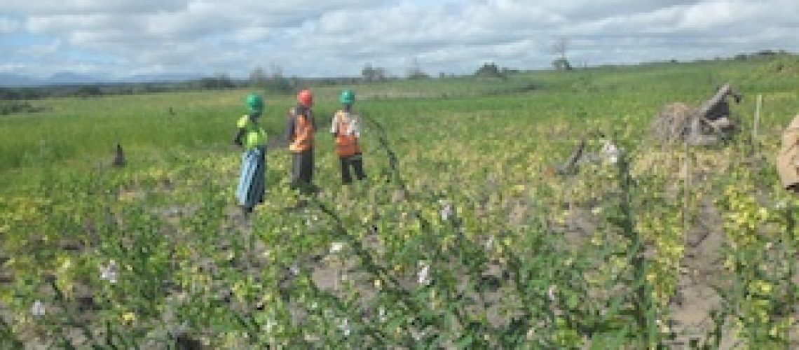 Disponibilidade de semente condiciona produção agrícola em Ribáuè