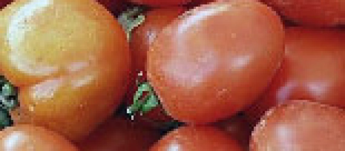 Mercado do Zimpeto regista flutuação do preço do tomate