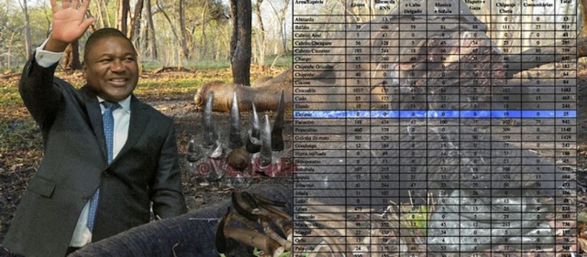 Governo determina o abate de 25 elefantes em Moçambique