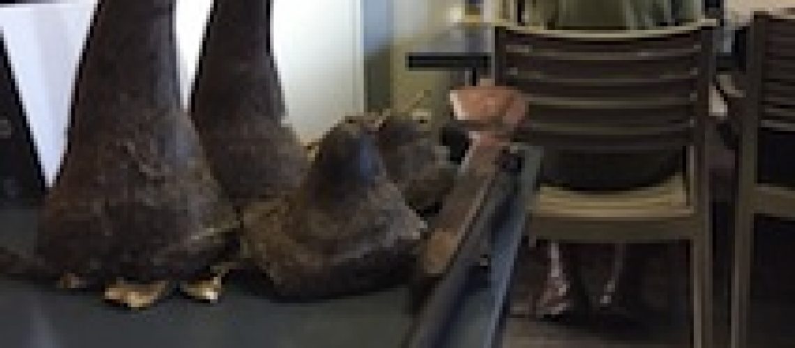 Furtivos de rinocerontes caçados pelas autoridades moçambicanas e sul-africanas