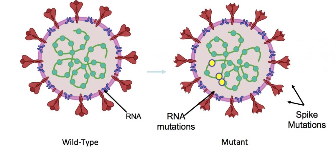 coronavirus1606-ins-mutacoes