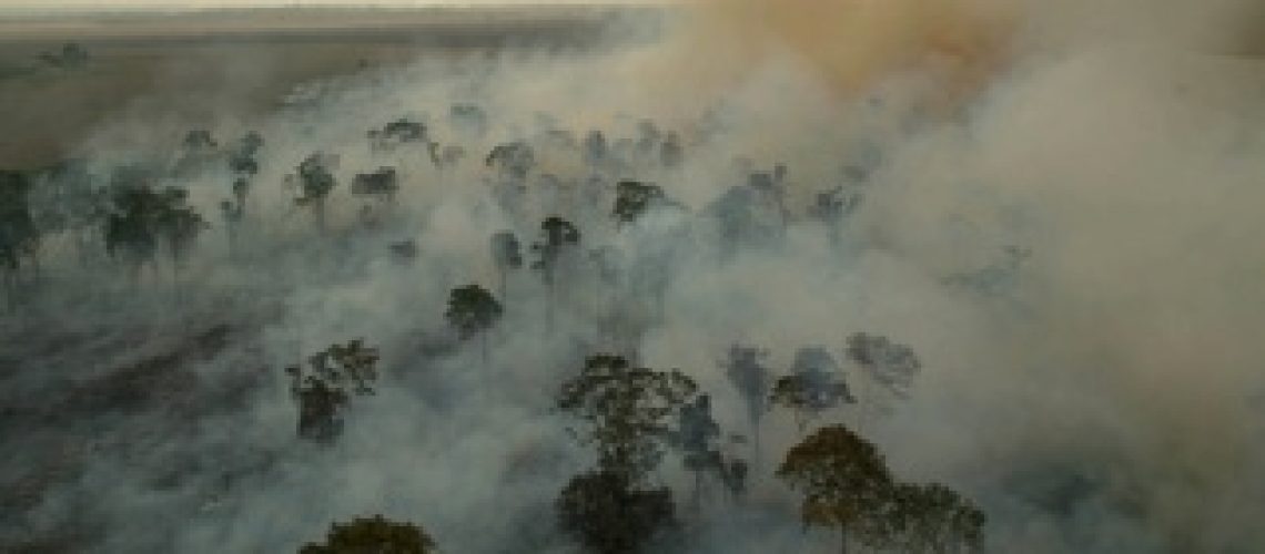 1 em cada 5 espécies vegetais está ameaçada