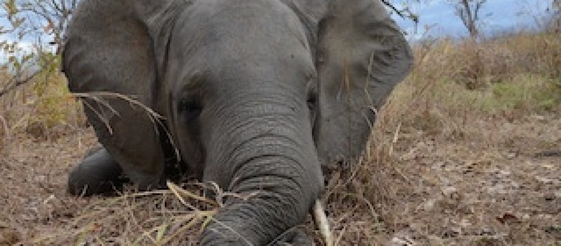 Marfim apreendido no Camboja é de elefantes de Moçambique