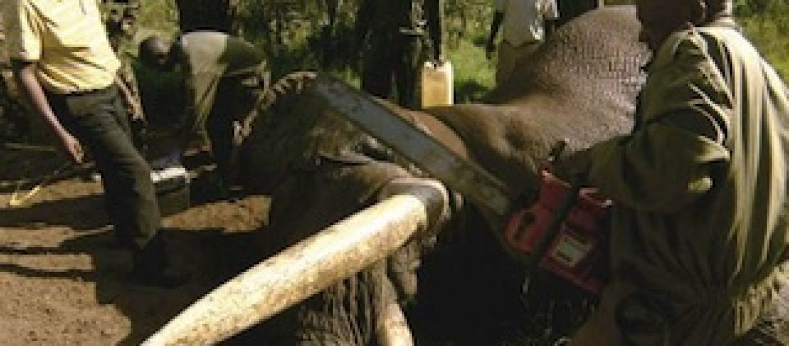 Ladrões de cornos de rinocerontes são mesmo polícias e traficantes estrangeiros soltos escapam