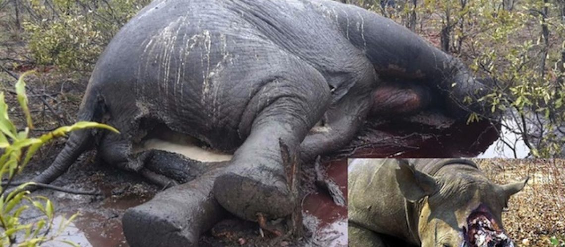 Parlamento “esconde” Lei que pune traficantes e compradores da caça furtiva em Moçambique