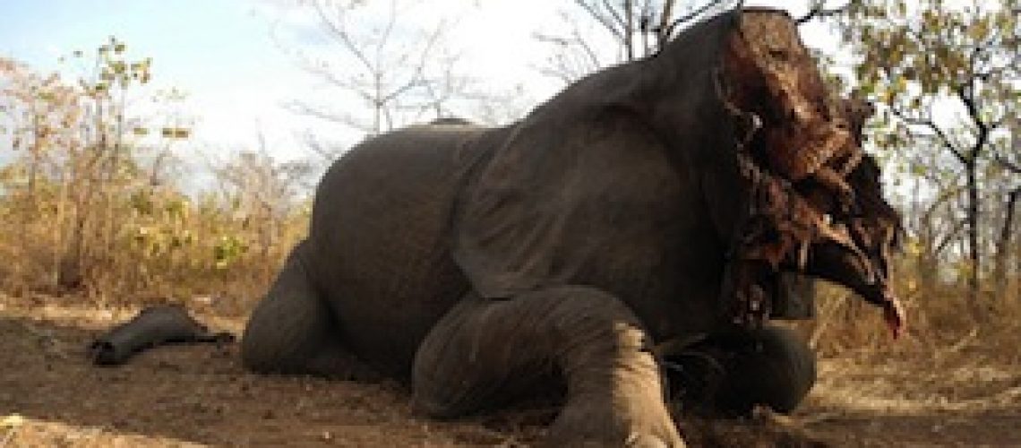 Caçadores furtivos matam elefante na Reserva do Niassa
