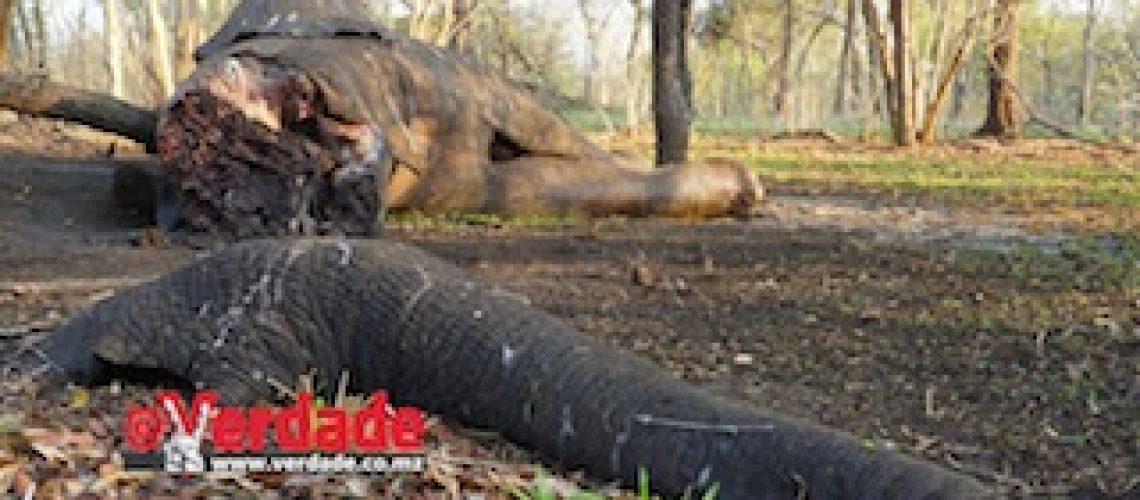 Matança de elefantes aumenta na Reserva do Niassa