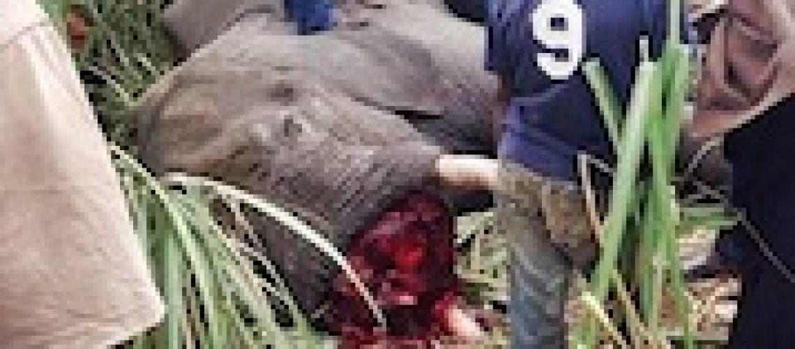 Moçambique perdeu 9.700 elefantes em cinco anos e “ninguém” foi punido devido a este crime...
