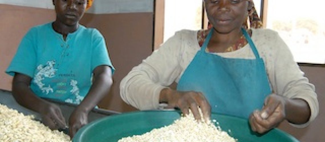 Caju: Plantações organizadas revitalizam indústria e rendimentos comunitários