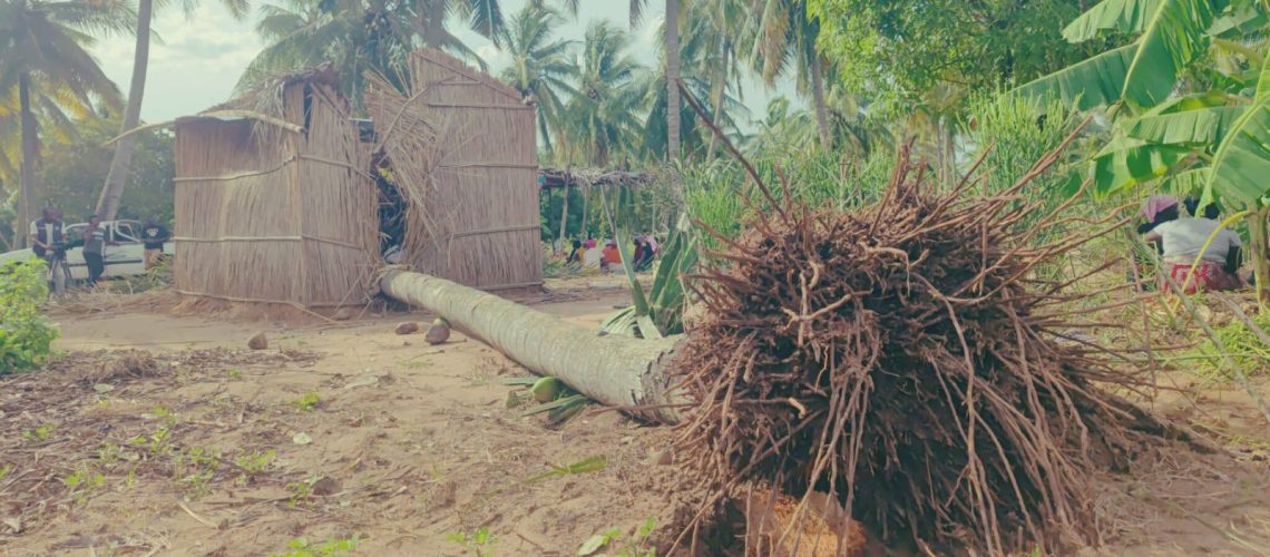 gezani-1402-coqueiro