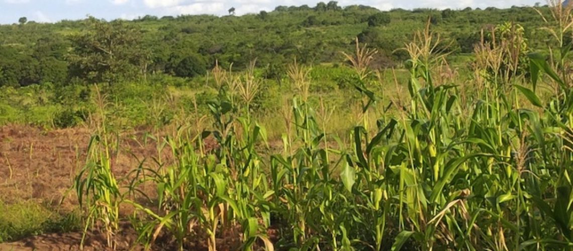 “Nunca houve uma política agrária moçambicana”