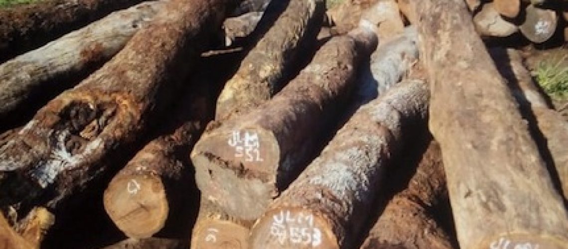 Juiz solta detidos por corte ilegal de madeira na Gorongosa