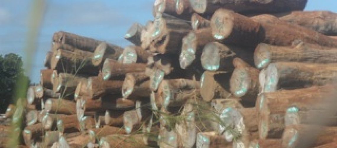 SDAE envolvidos na exploração ilegal de madeira em Murrupula