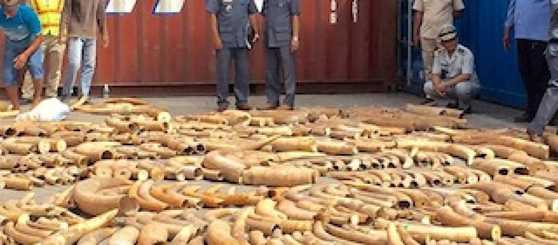 Contentor ido de Moçambique descoberto com 1.026 pontas de marfim no Camboja