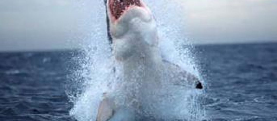 Tubarão Tigre ataca na Ponta do Ouro