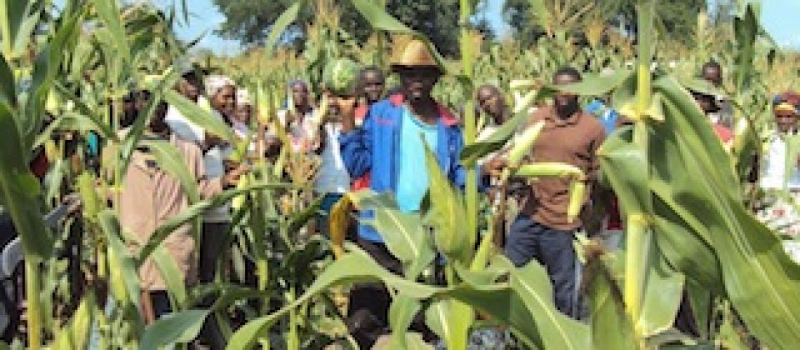 É possível encontrar alternativas ao agro-negócio para a produção de alimentos em Moçambique